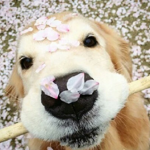 欧美男男自慰虐茎:睾丸
